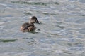 Ring-Necked Duck Swimming in a Lake Royalty Free Stock Photo
