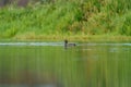 Ring necked Duck swimming in a lake Royalty Free Stock Photo