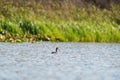 Ring necked Duck swimming in a lake Royalty Free Stock Photo