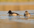 Ring necked Duck swimming in a lake Royalty Free Stock Photo