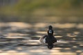 Ring necked Duck swimming in a lake Royalty Free Stock Photo