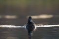 Ring necked Duck swimming in a lake Royalty Free Stock Photo