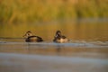 Ring necked Duck swimming in a lake Royalty Free Stock Photo