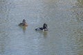 A Ring Necked Duck in a Wetland Lake