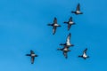 Ring-necked Ducks and Redheads in Flight Royalty Free Stock Photo