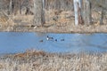 Ring Necked Ducks in a Mississippi River Backwater Bayou