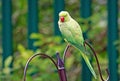 Ring necked Green Parakeet perched on a bird feeder