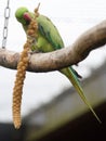 Ring necked parakeet eating millet on a perch