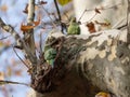 Ring Necked Parakeet on its breeding cave inside of the Tree Royalty Free Stock Photo
