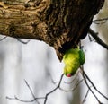 Ring-necked parakeet in Kelsey Park, Beckenham, Kent