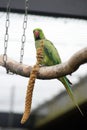 Ring necked parakeet eating millet on a perch