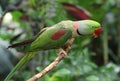 Ring-necked parakeet in the woods Royalty Free Stock Photo