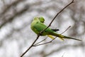 Ring-necked parakeets breeding in a breeding burrow in a tree with nesting hole in a tree trunk to lay eggs for little fledglings