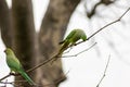 Ring-necked parakeets breeding in a breeding burrow in a tree with nesting hole in a tree trunk to lay eggs for little fledglings