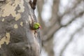 Ring-necked parakeets breeding in a breeding burrow in a tree with nesting hole in a tree trunk to lay eggs for little fledglings