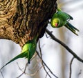 Ring-necked parakeets in Kelsey Park, Beckenham, Kent