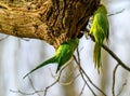 Ring-necked parakeets in Kelsey Park, Beckenham, Kent