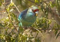 Ring Necked Parrot feeding on small fruit