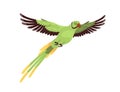 Ring-necked parrot flying. Tropical Indian ringneck with long tail and spread wings. Exotic feathered parakeet. Jungle