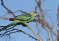 Ring-necked Parrot on tree branch