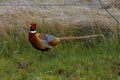 Ring-necked Pheasant