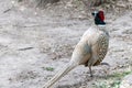 Ring Necked Pheasant close-up. Wild exotic bird Royalty Free Stock Photo