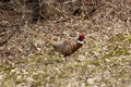 Ring-necked pheasant