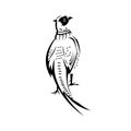 Ring-Necked Pheasant or Common Pheasant Viewed from Rear Retro Black and White