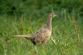 Ring-necked pheasant hen 2