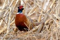 Ring-necked Pheasant in Natural Habitat Royalty Free Stock Photo