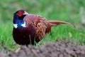 Ring necked pheasant phasianus colchicus Royalty Free Stock Photo