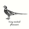 Ring-necked pheasant rooster side view. Ink black and white doodle drawing in woodcut outline style.