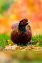 Ring-necked Pheasant Standing on a Pile of Oak and Maple Leaves in Autumn Royalty Free Stock Photo