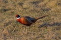 A Ring-necked Pheasant Walking in Grassland