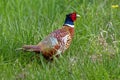 A Ring-necked Pheasant Walking in Tall Grass