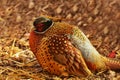 Ring-necked pheasantPhasianus colchicus Royalty Free Stock Photo