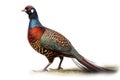 Foraging Ring-necked Pheasants Isolate on white Background.