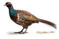 Foraging Ring-necked Pheasants Isolate on white Background.