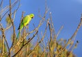 Ring Necked Green Parakeet perching against a clear blue sky