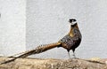 Ring-neckedPheasant Royalty Free Stock Photo