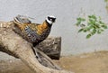 Ring-neckedPheasant Royalty Free Stock Photo