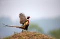 Ring-neckedPheasant Royalty Free Stock Photo