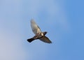 Ring Ouzel, Beflijster, Turdus torquatus