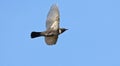 Ring Ouzel, Beflijster, Turdus torquatus