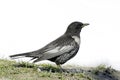 Ring ouzel bird