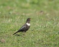 Ring Ouzel Royalty Free Stock Photo