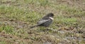 Ring ouzel Turdus torquatus