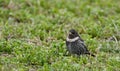 Ring ouzel Turdus torquatus