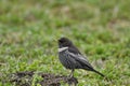 Ring ouzel Turdus torquatus