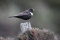 Ring ouzel, Turdus torquatus Royalty Free Stock Photo